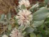 Image result for Leucosphaera bainesii