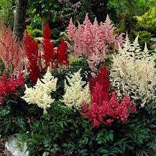 Astilbe Premium Mixed Colors Set Of 5 Roots 8962272 Hsn In 2021 Shade Perennials Astilbe Flower Seeds