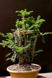 Specific bonsai care guidelines for the yew bonsai (taxus bonsai) placement: Developing Taxus Bonsai Growing Bonsai