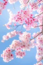 Pin By Jouvanya On Random Flowers Beautiful Flowers Cherry Blossom Petals