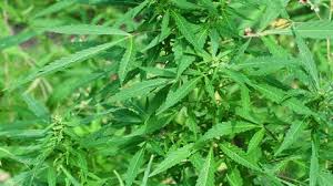 Image result for Cannabaceae