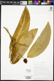 Image result for Culcasia orientalis