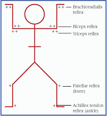 D Basicmedical Key