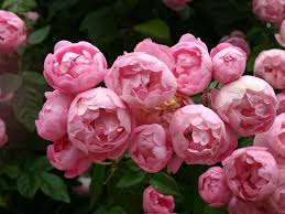 Garden roses (aka english roses, cabbage roses) are probably the most popular choice as a peony alternative. Varieties Of English Peony Roses With Photos And Names