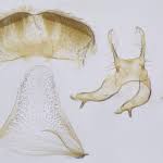 Image result for Altenia scriptella