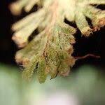 Image result for Hymenophyllum capillare