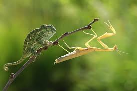 chameleon vs mantis r by lisans deviantart com