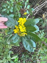 Image result for Ochna arborea