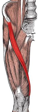 The Sartorius Muscle The Tailor S Muscle The Body S Most Fashionable Muscle Sartorius Muscle Body Anatomy Anatomy