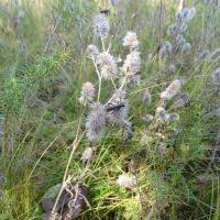 Image result for Trifolium wentzelianum