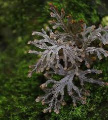 Image result for Selaginella soyauxii