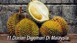Saat ini, tiga kebunnya menampung 70 hingga 80 jenis pohon durian. 12 Jenis Buah Durian Popular Dan Digemari Di Malaysia