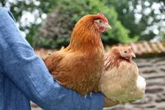 Combien coûte une poule ? Prix d'achat, entretien et conseils ...
