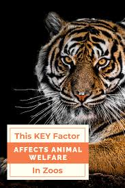 This Key Factor Affects Animal Welfare In Zoos In 2020 Animals Animal Welfare Funny Animal Videos
