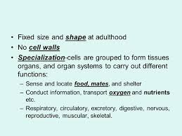 Check spelling or type a new query. Animal Kingdom Ch 25 What Is An Animal Important Animal Facts Animal Kingdom Can Be Split Up Into Main Groups Vertebrates With A Backbone And Invertebrates Ppt Download