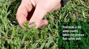 For more information on pond treatment contact the experts at sanco. How To Combat Winter Lawn Weeds Lawn Solutions Australia