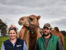 Camel milk has supported bedouin, nomad and pastoral cultures since the domestication of camels millennia ago. Camel Milk Victoria The Only Licensed Camel Milk Dairy In Victoria The Weekly Times