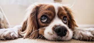 Diabete Chez Le Chien Symptomes Et Traitements Technidog Blog
