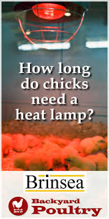 How Long Do Chicks Need A Heat Lamp Backyard Poultry