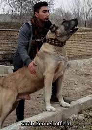 Tooppy A Champion Sarabi Dog From Iran Iranian Mastiff Called Sarabi Dogs Big Dogs Mans Best Friend