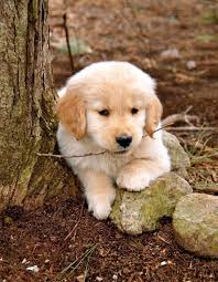 Golden Retriever Puppy Retriever Puppy Dogs Golden Retriever