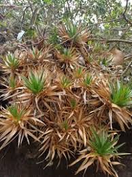 Image result for Eriocaulaceae