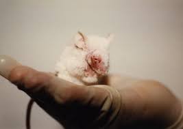 Cruelty In Animal Testing Laboratories Peta