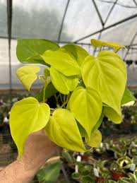 Image result for Limeum fenestratum