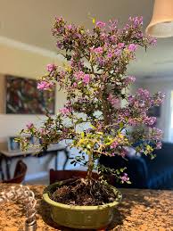 Image result for Bulbophyllum unifoliatum