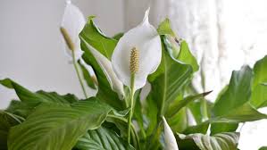 Flower care & maintenance guide. How To Plant Grow Care For Peace Lilies Miracle Gro