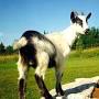 Alpine goat from breeds.okstate.edu