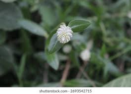 Image result for Gomphrena celosioides