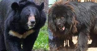 May 16, 2018 · they started to wonder whether the dog was really what it was until it reached a staggering 250 pounds and started walking on its hind legs. They Thought Their Pet Was A Tibetan Mastiff But Then It Started Walking On Hind Legs