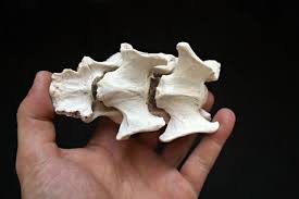Your Place To Buy And Sell All Things Handmade Terrarium Decor Animal Skulls Macabre Decor