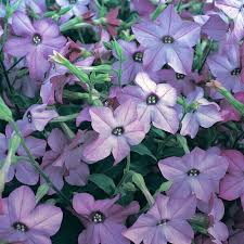 Image result for Nicotiana