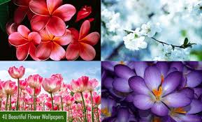 Download and share awesome cool background hd mobile phone wallpapers. 25 Beautiful Flower Wallpapers For Your Desktop Flower Pictures