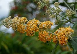Image result for Buddleja madagascariensis