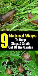 Slugs In Garden How To Get Rid Of Slugs Snails Naturally Getting Rid Of Slugs Slugs In Garden Snails In Garden