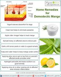 Home Remedies For Demodectic Mange Organic Facts Home Remedies Remedies Dog Remedies