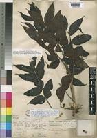 Image result for Lannea schimperi