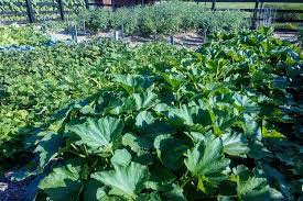 How to make rows in a vegetable garden. How To Create A Raised Row Garden This Fall For A Great Garden Next
