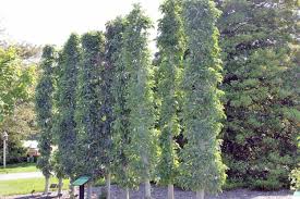 We did not find results for: Columnar Beauties Focus On Flowers Indiana Public Media