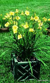 Daylilies are many gardeners' favorite plants. Daylilies Caroline S Garden And Travel Record