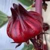One of the most popular flowers in the world is the rose. Https Encrypted Tbn0 Gstatic Com Images Q Tbn And9gcs Ntcrsgxobmnipjhwuokvzxhpf7qi A Ytu Bhyrf0ajccjnw Usqp Cau