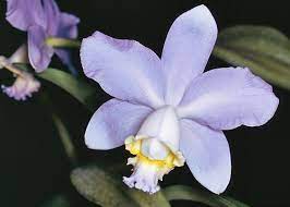 Pin On Orchid Flowers 1