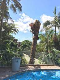Tree Removal Lucas Heights In 2020 Tree Service Urban Tree Tree Removal