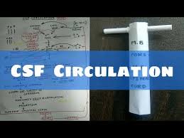 csf circulation 1 flow chart