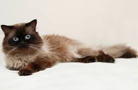 The lynx point is available in a variety of colours especially, apricot, cinnamon, red, caramel apart from their four major points blue, lilac, seal. Himalayan Cat Breed Information And Personality Pawesome Cats