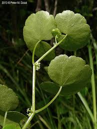 Image result for Hydrocotyle mannii