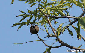 Image result for Khaya grandifoliola